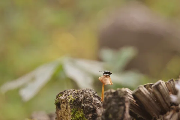 Het gras in het bos. — Stockfoto