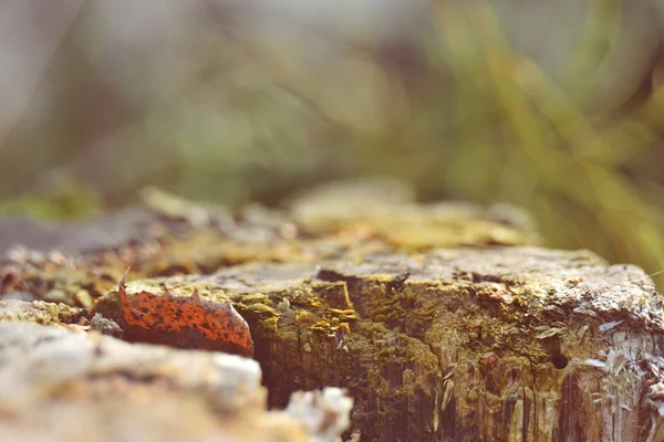 Het gras in het bos. — Stockfoto