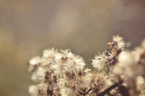 Het gras in het bos. — Stockfoto