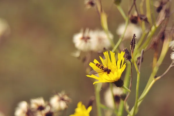 Het gras in het bos. — Stockfoto