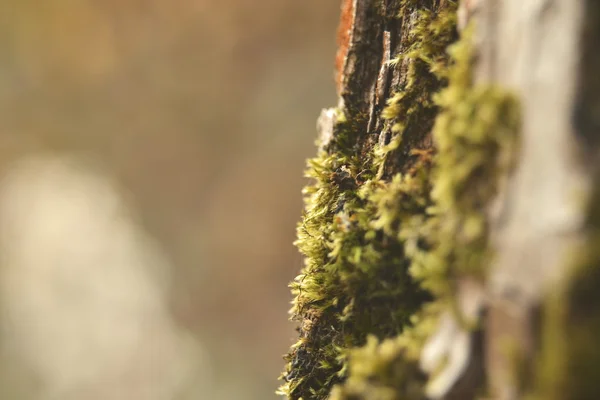 Het gras in het bos. — Stockfoto