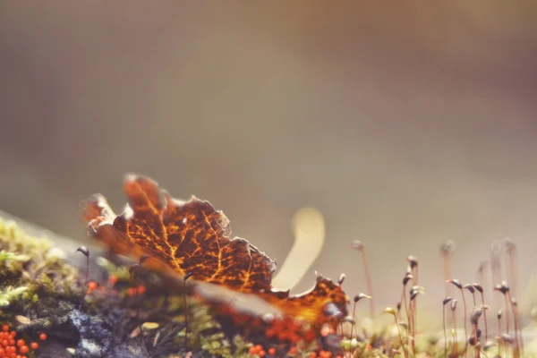 Het gras in het bos. — Stockfoto