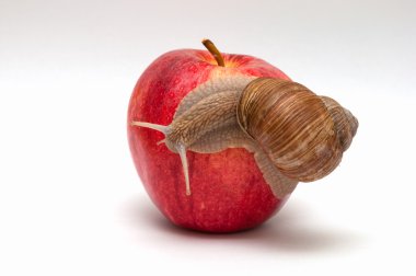 salyangoz elma. Helix pomatia.