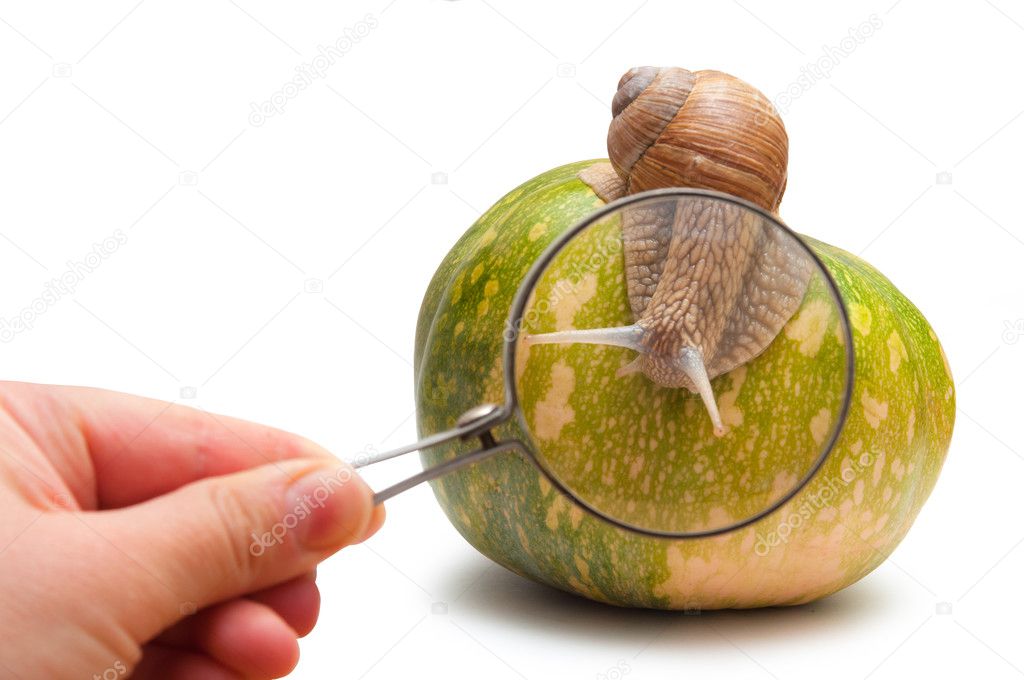 snail on pumpkin. view through loupe.