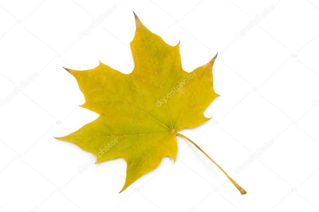 maple leaf. green-yellow. autumn.