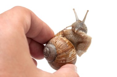 salyangoz elinde. Helix pomatia. 