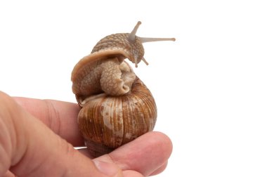 salyangoz elinde. Helix pomatia. 