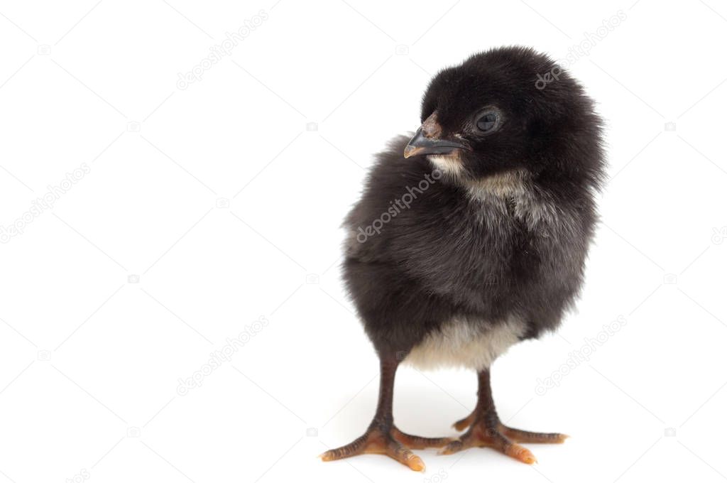black chick, isolated on white.