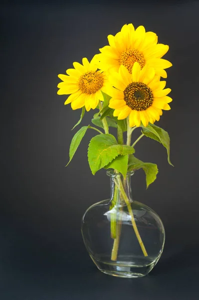 Drei Sonnenblumen in einer Vase mit Wasser. isoliert auf schwarzem Hintergrund. — Stockfoto