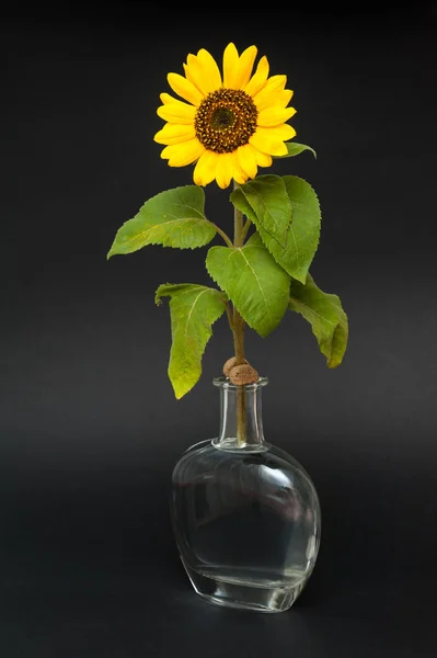 Sunflower. isolated on black background. — Stock Photo, Image