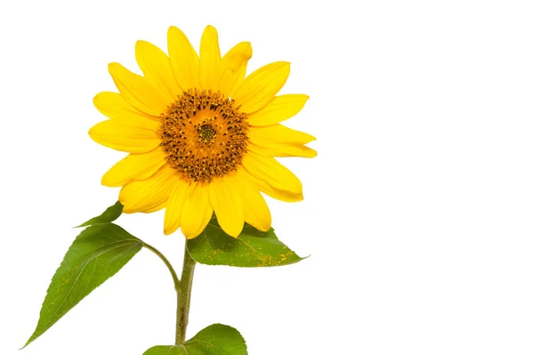 Sunflower. one. place for inscription. — Stock Photo, Image