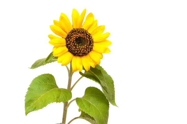 Sunflower. one. place for inscription. — Stock Photo, Image