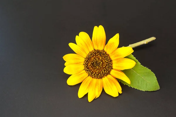sunflower. isolated on black background.