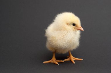 sevimli sarı civciv