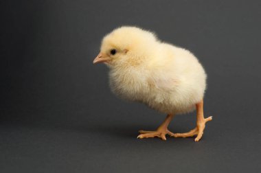 Tatlı sarı piliç gider.