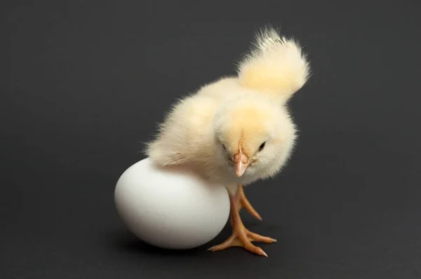 Chick stående nära ägg. — Stockfoto