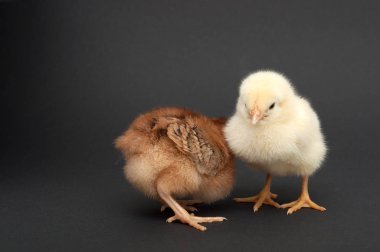 İki kız. Siyah arka plan üzerine izole.