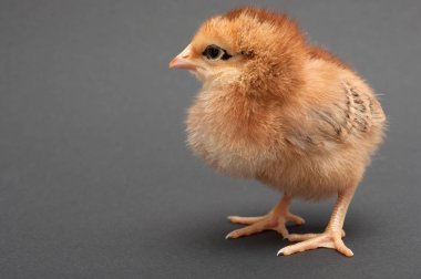 kahverengi piliç. Siyah arka plan üzerine izole.