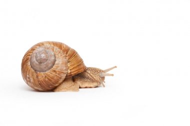 salyangoz. Helix pomatia. Konsept: inatçılık, aspirasyon. yazıt için bir yer. Beyaz arka plan üzerinde izole.