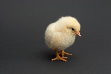 Tatlı sarı piliç ayakta. siyah arka plan üzerine izole