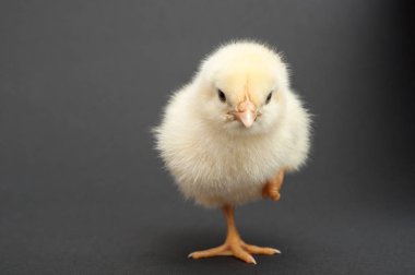 Şirin sarı piliç gidiyor. Siyah arkaplanda izole