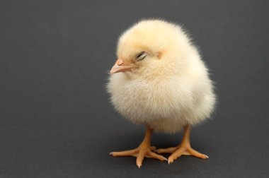 Kız uyuyor. siyah arka plan üzerine izole