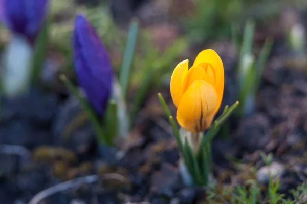 Yellow Crocus Natural Habitat Background — Stock Photo, Image