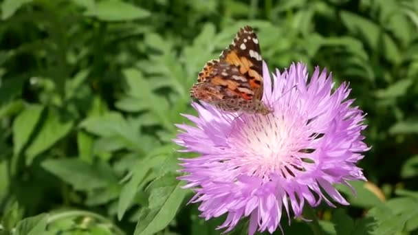 Farfalla Sul Fiore Knapweed Marrone Habitat Naturale Sfondo — Video Stock