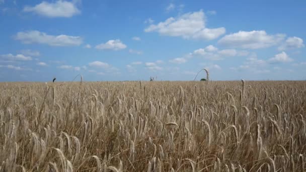 agitation des épis de blé sur le champ. blé mûr avant la récolte. champ de blé .