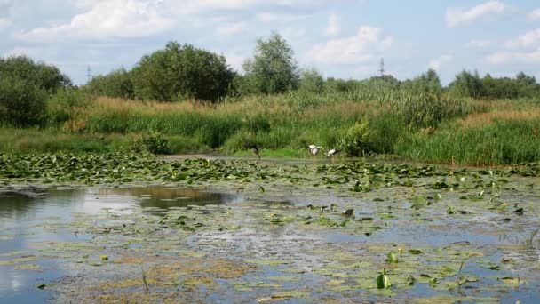 Aironi Habitat Naturale Paesaggio — Video Stock