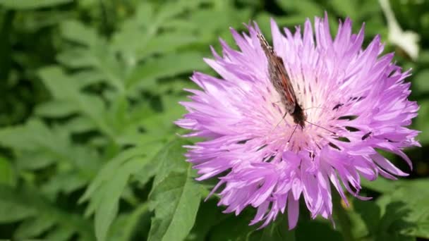 为领土 概念而战 蝴蝶把虫子赶出花朵 蝴蝶在花朵上 褐色的草本 在自然栖息地 — 图库视频影像