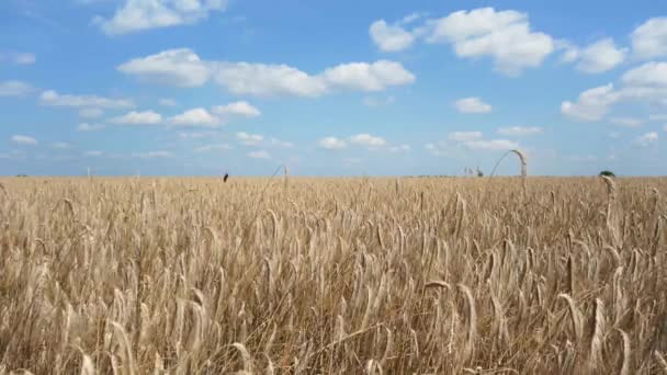 Tarweveld Spikeletten Tarwe Zwaait Wind Achtergrond — Stockvideo