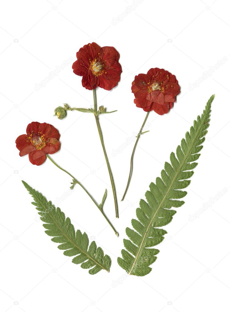 herbarium, oshibana, phytotherapy. red flowers, gravilate and fern. isolated on white background.