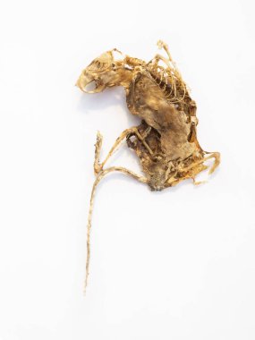 Fare cesedi. Kurumuş mumya. beyaz arkaplanda izole