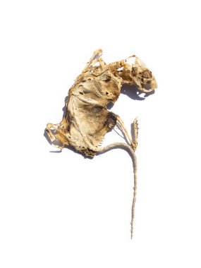 Fare cesedi. Kurumuş mumya. beyaz arkaplanda izole