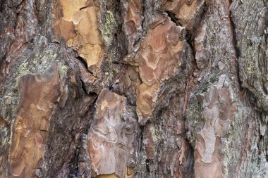 ağaç kabuğu dokusu arkaplanı