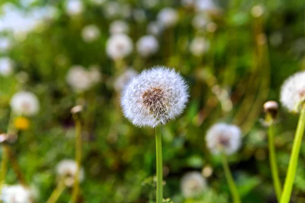 Belles fleurs pissenlit — Photo