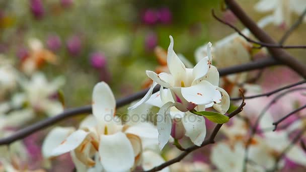 Weiße Magnolienblüten. — Stockvideo