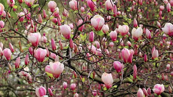 Rosa Magnolienblütenknospe im grünen Frühlingsgarten — Stockvideo