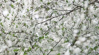 Bahar meyve ağacı doku çiçek açan beyaz