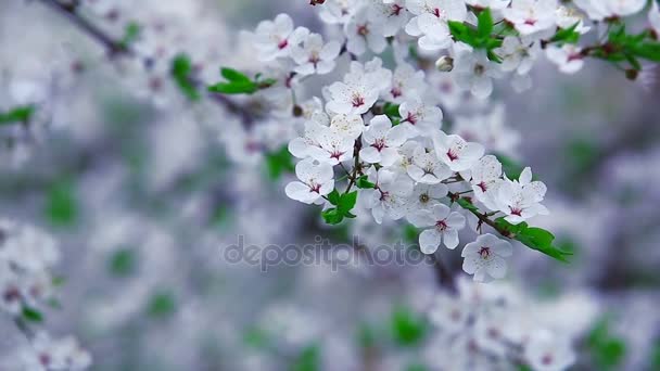 Close up of white flowers of spring fruit tree — Stock Video