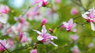 Pembe Manolya çiçek yeşil bahar bahçe