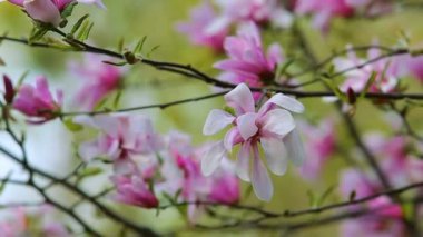 Pembe Manolya çiçek yeşil bahar bahçe