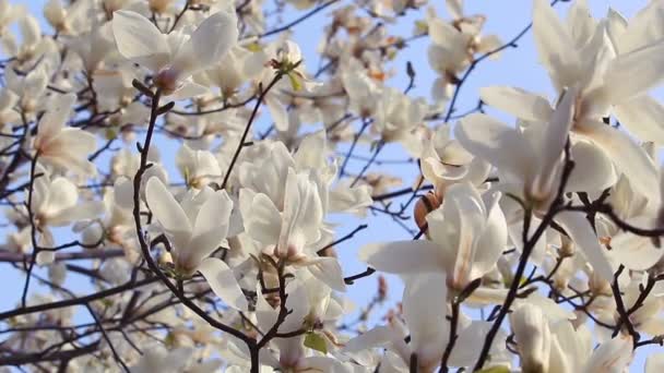 Белые весенние цветы магнолии на ветвях деревьев — стоковое видео