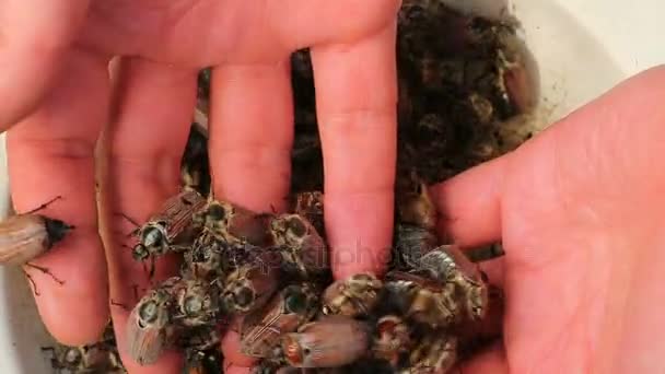 Insekter buggar på mänskliga händer — Stockvideo