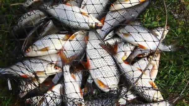 Złowione ryby na żywo płocie skoki w scoop netto — Wideo stockowe