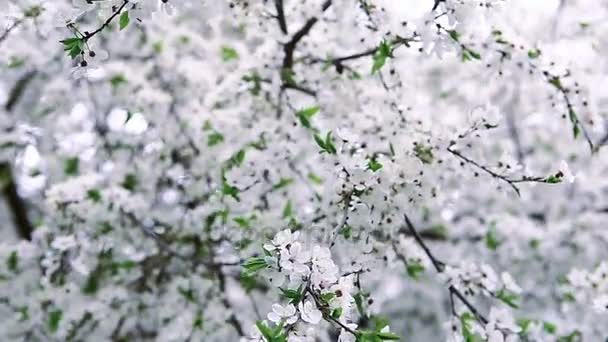 Branco florescendo primavera árvore de frutas textura — Vídeo de Stock