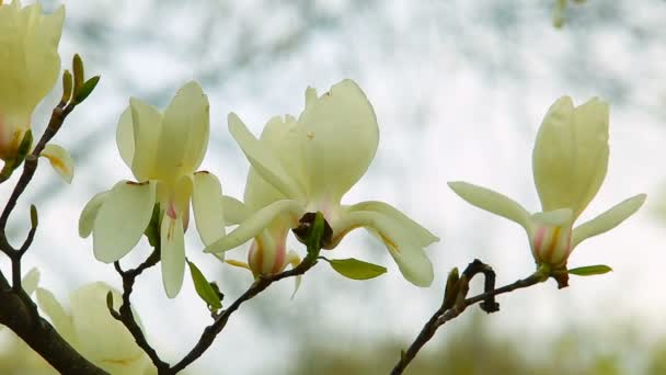 White magnolia flowers and light blurred background. Close up shooting. — Stock Video