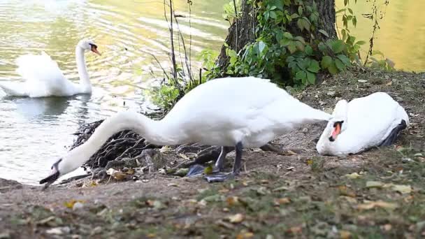 Bílé labutě na rybníku, podzim, příroda, malebná krajina — Stock video