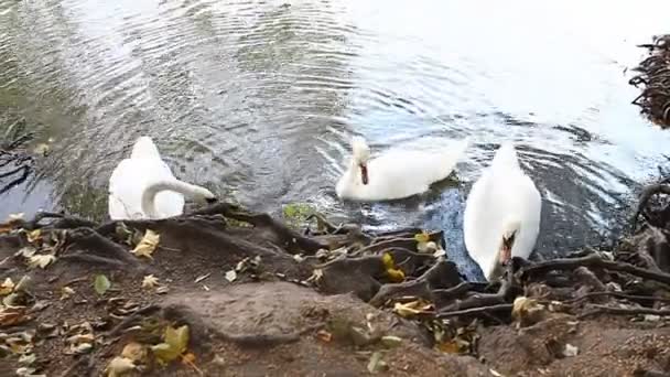 Bílé labutě na rybníku, podzim, příroda, malebná krajina — Stock video